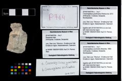 Foto (Objekt + Etikett) von Cracensigillatus gracilirostrus (Robins et al., 2013)  (NHMW-GEO-2014-0194-0764a)